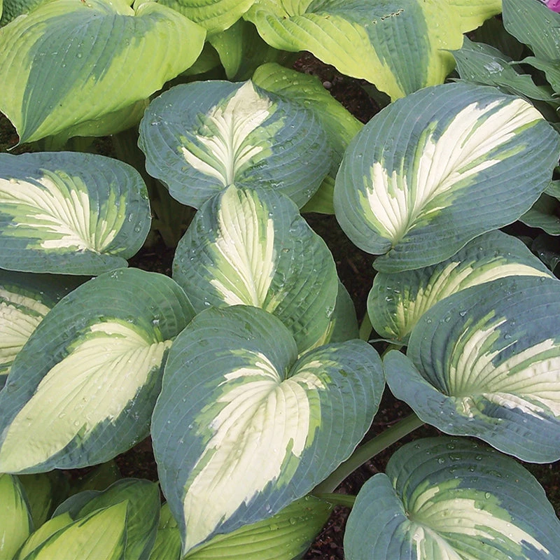Shadowland® 'Hudson Bay' Hosta - Image 2