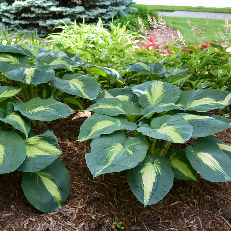 Shadowland® 'Hudson Bay' Hosta - Image 4