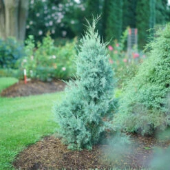 Aquavitaâ„¢ Juniper