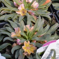 'Little Peach' Lewisia