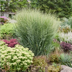 Prairie Winds® 'Totem Pole' Switchgrass