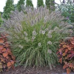 Prairie Winds® 'Desert Plains' Fountain Grass
