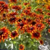 'Summer Sienna' Sweet Coneflower (Rudbeckia)