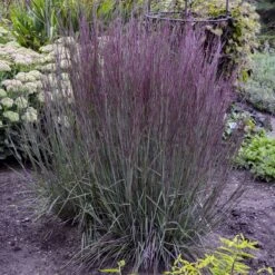 Prairie Winds® 'Blue Paradise' Bluestem Grass