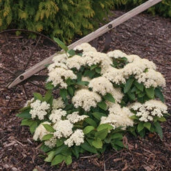 Lil Ditty® Dwarf Viburnum