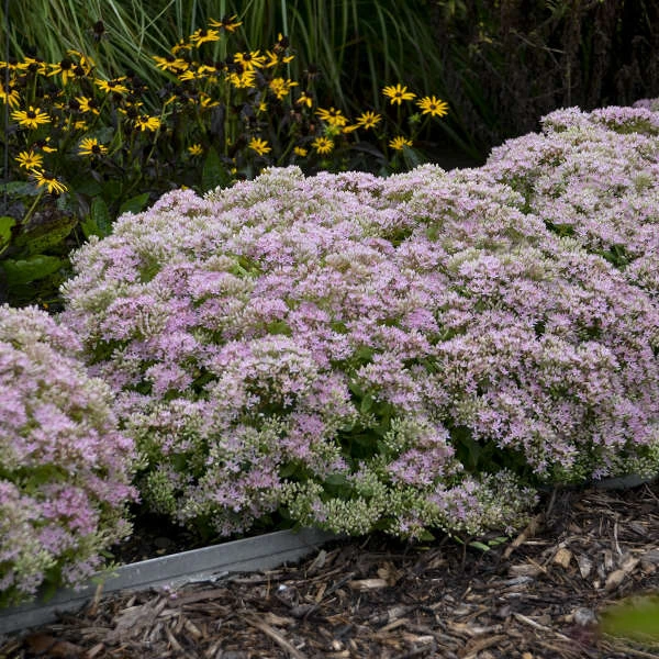 Rock 'N Round™ 'Pure Joy' Stonecrop - Image 4