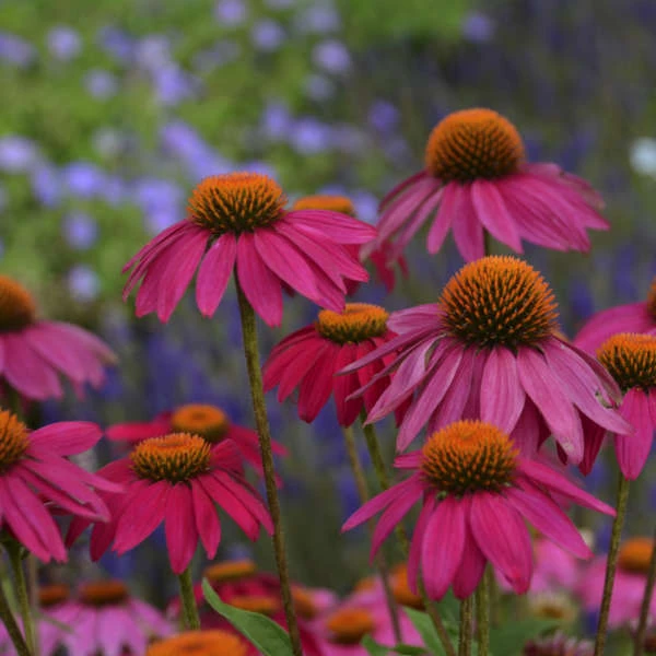PowWow® Wild Berry Coneflower - Image 4