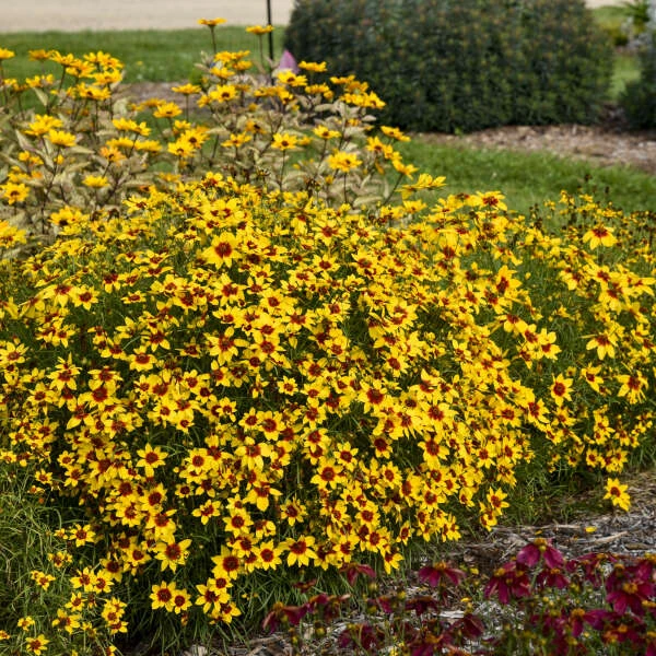 Designer Threads™ 'Golden Needles' Tickseed - Image 3