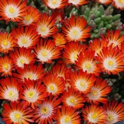 Hot Cakes® 'Pumpkin Perfection' Ice Plant