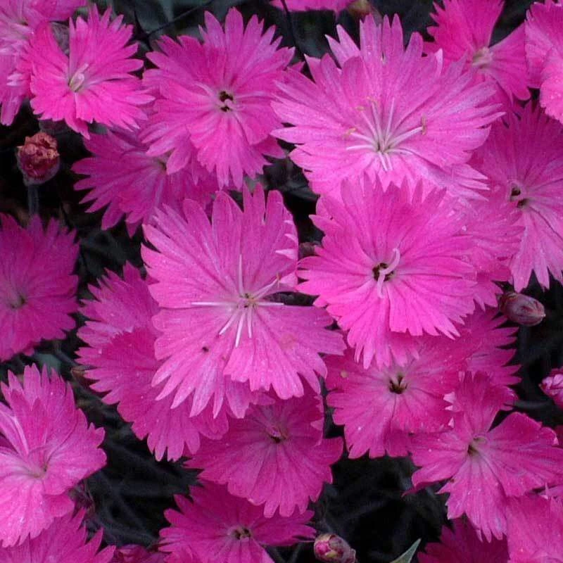 'Firewitch' Dianthus - Image 2