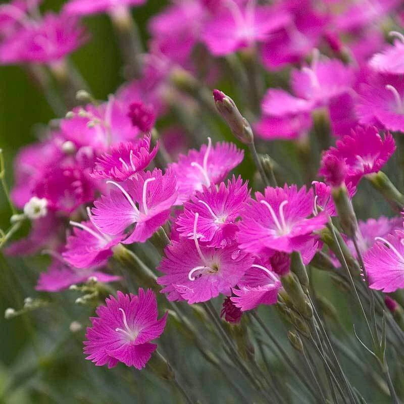 'Firewitch' Dianthus - Image 3