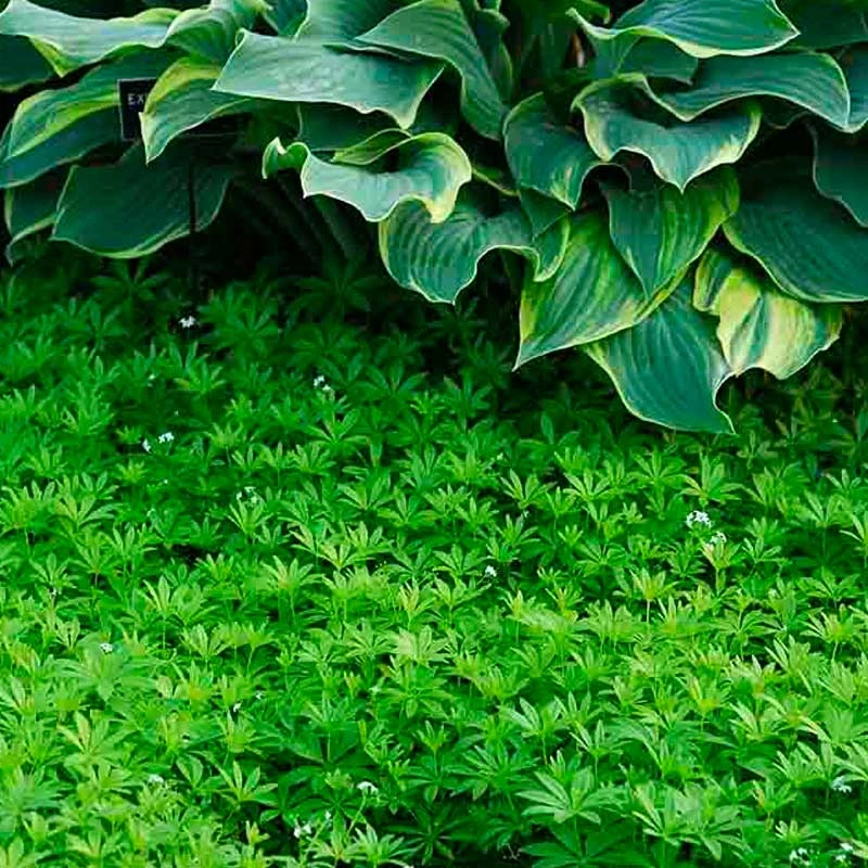 Sweet Woodruff - Image 4