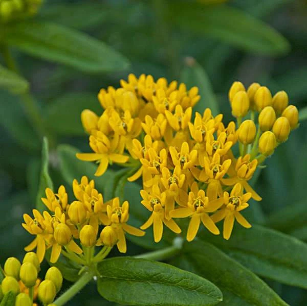 'Hello Yellow' Milkweed - Image 3