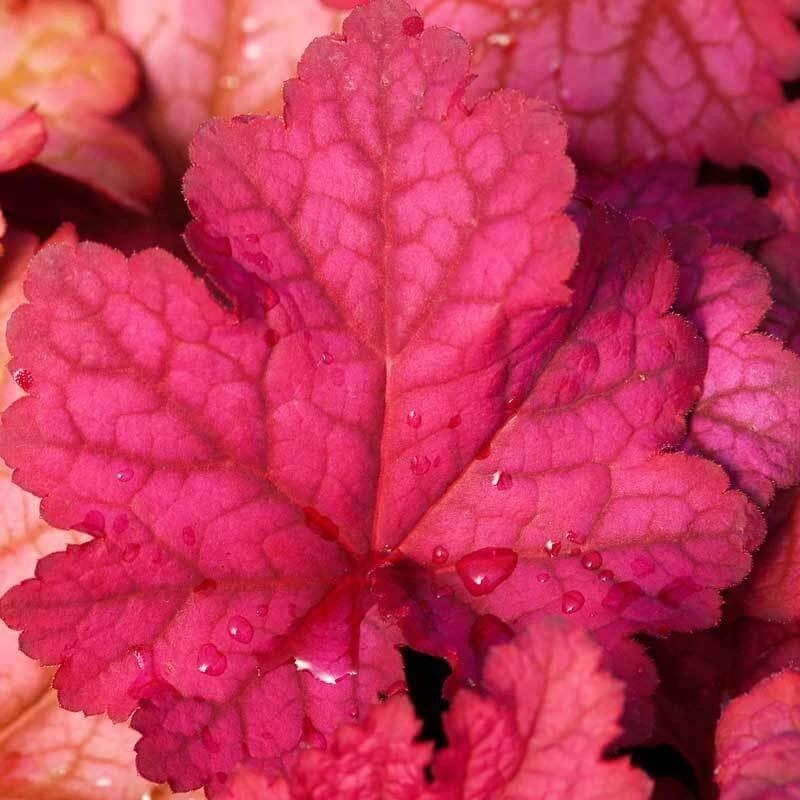 'Berry Smoothie' Coral Bells - Image 3