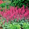 'Paris' Coral Bells