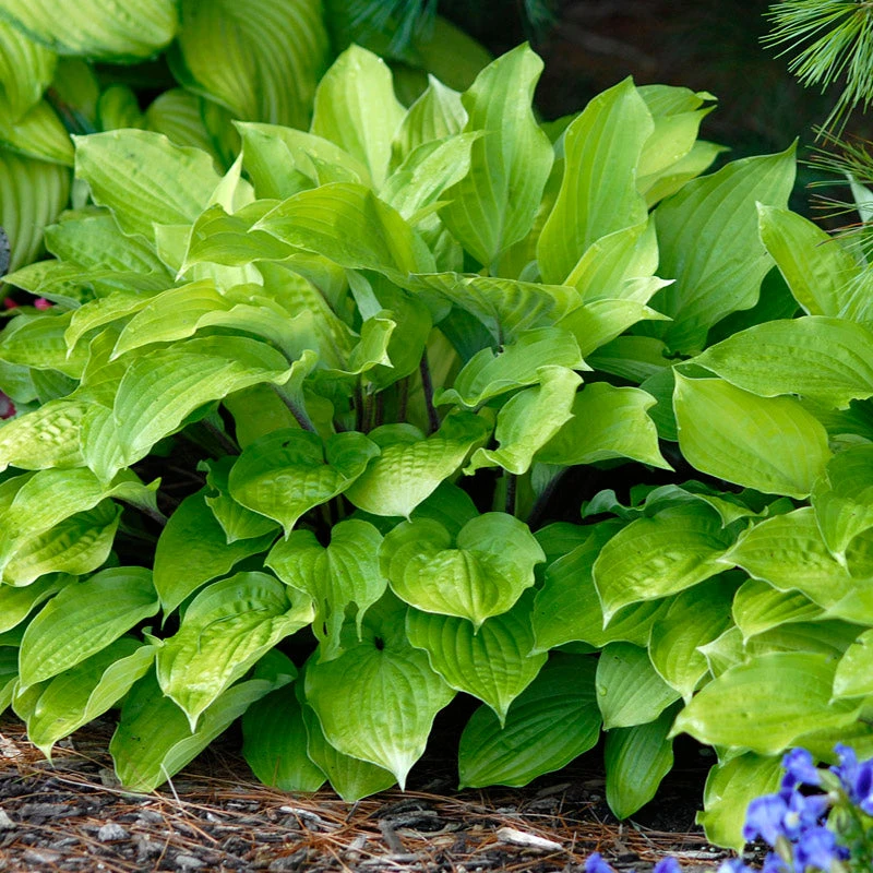 'Fire Island' Hosta - Image 4