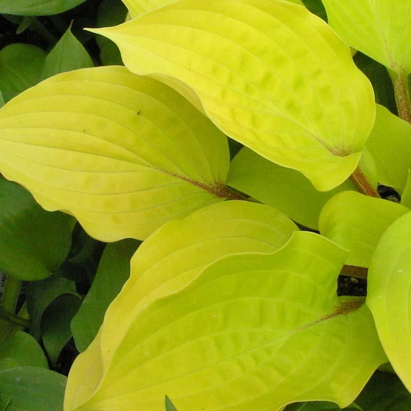 'Fire Island' Hosta - Image 3