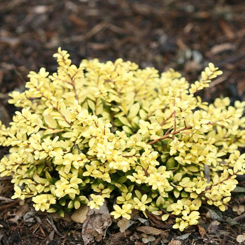 Brass BuckleĀ® Japanese Holly