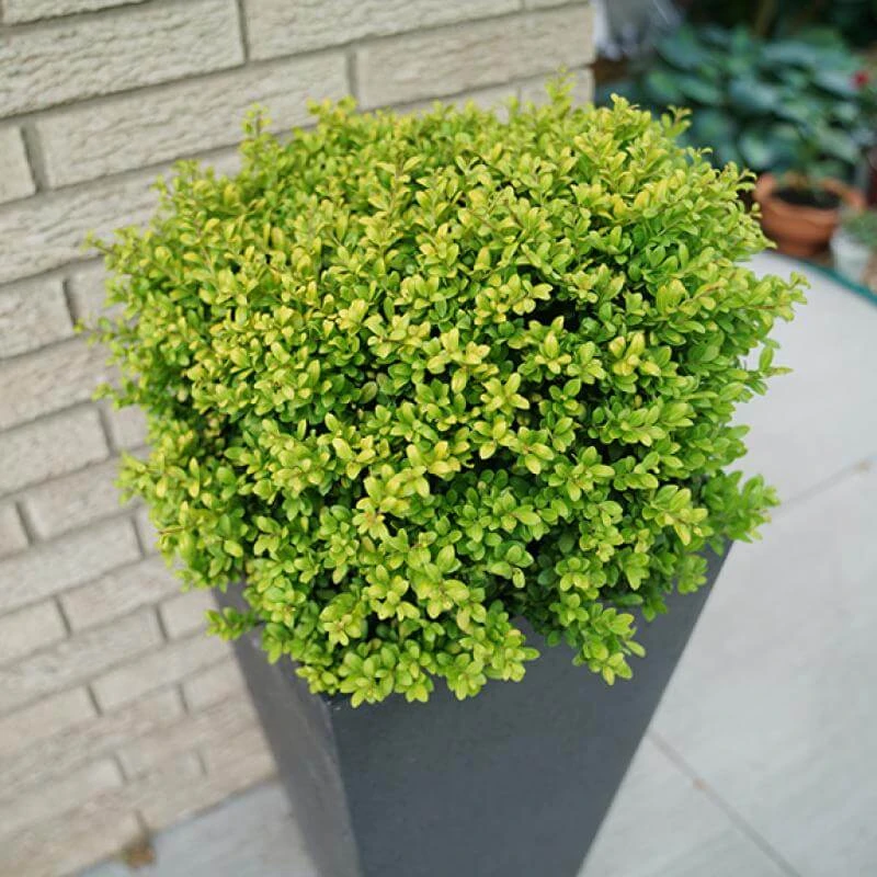 Brass BuckleĀ® Japanese Holly - Image 2