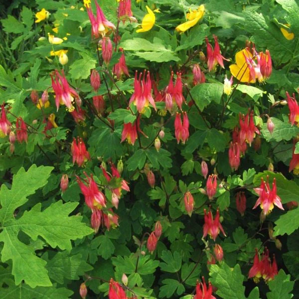 'Little Lanterns' Columbine - Image 3