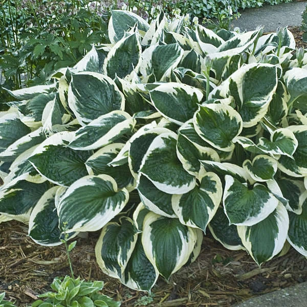 'Minuteman' Hosta - Image 2