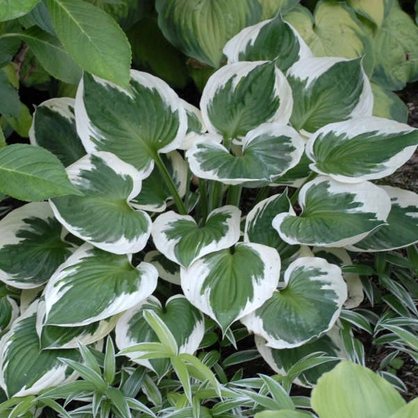 'Minuteman' Hosta