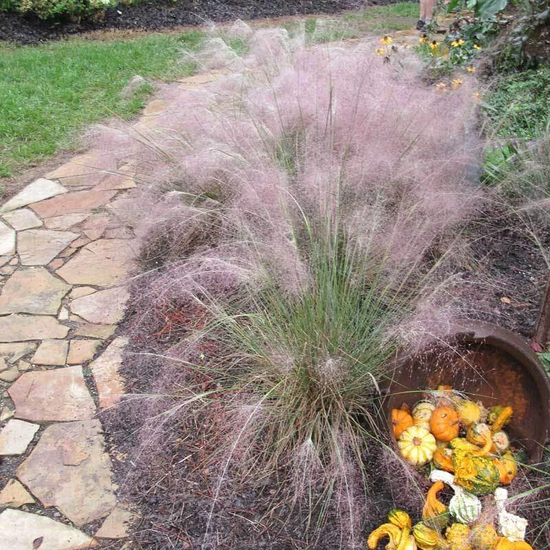 Pink Muhly Grass - Image 2