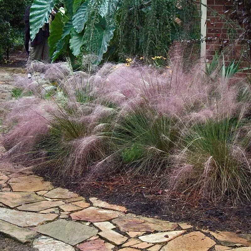 Pink Muhly Grass - Image 3