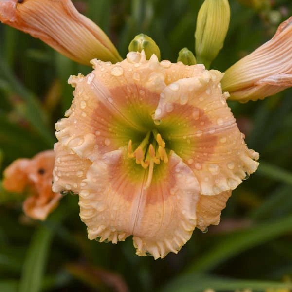 Rainbow Rhythm® 'Orange Smoothie' Daylily - Image 3