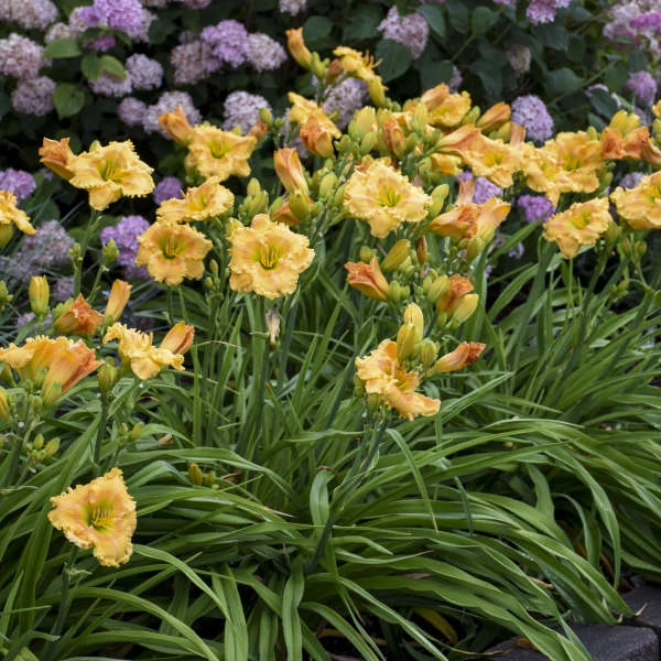 Rainbow Rhythm® 'Orange Smoothie' Daylily - Image 4