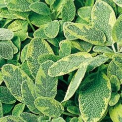 Golden Variegated Sage