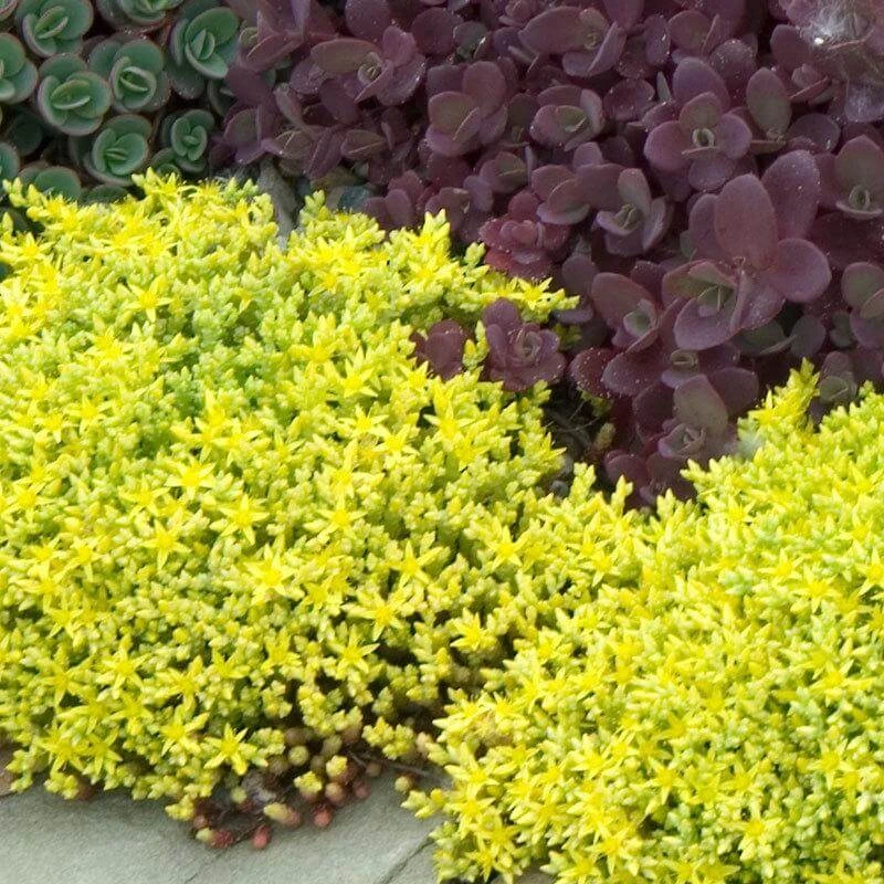 Golden Stonecrop - Image 2