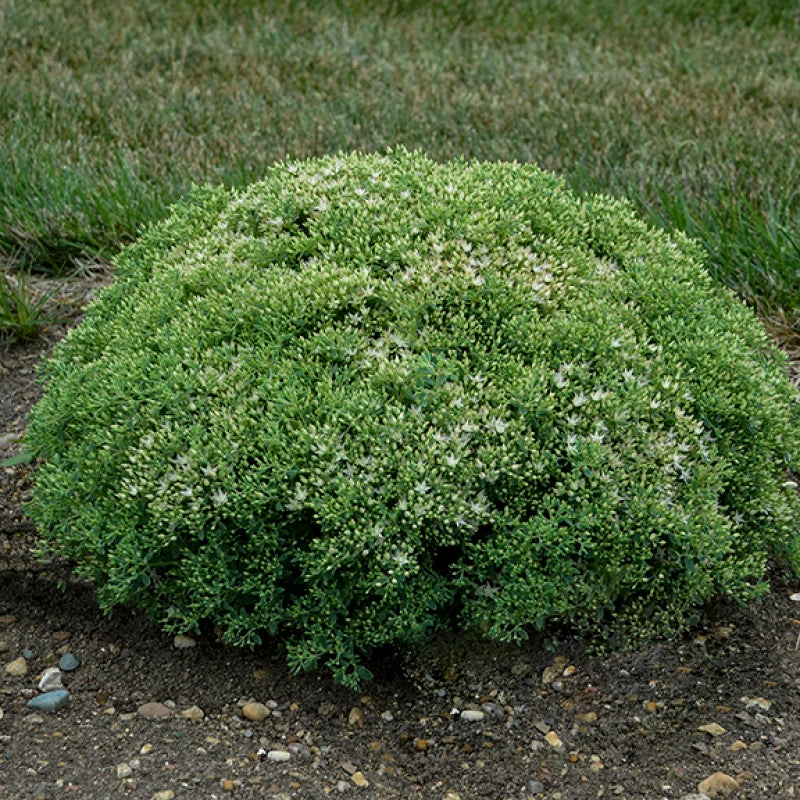 Rock 'N Round 'Bundle Of Joy' Stonecrop - Image 2