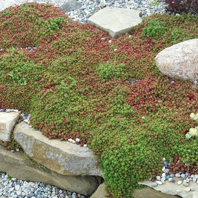 'Coral Carpet' Stonecrop