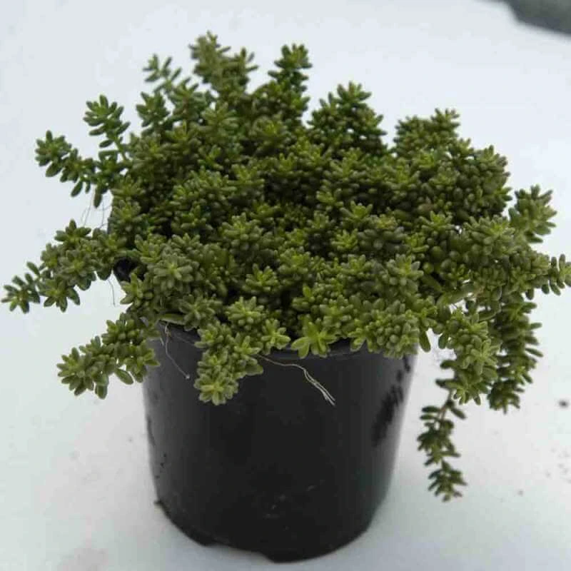 'Coral Carpet' Stonecrop - Image 3