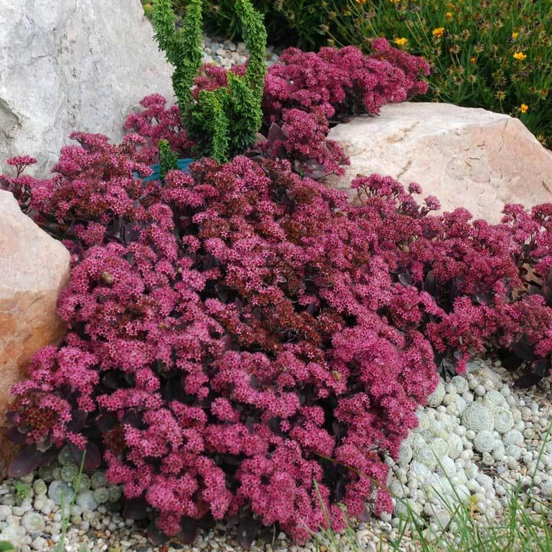 Sunsparkler® 'Plum Dazzled' Stonecrop - Image 2