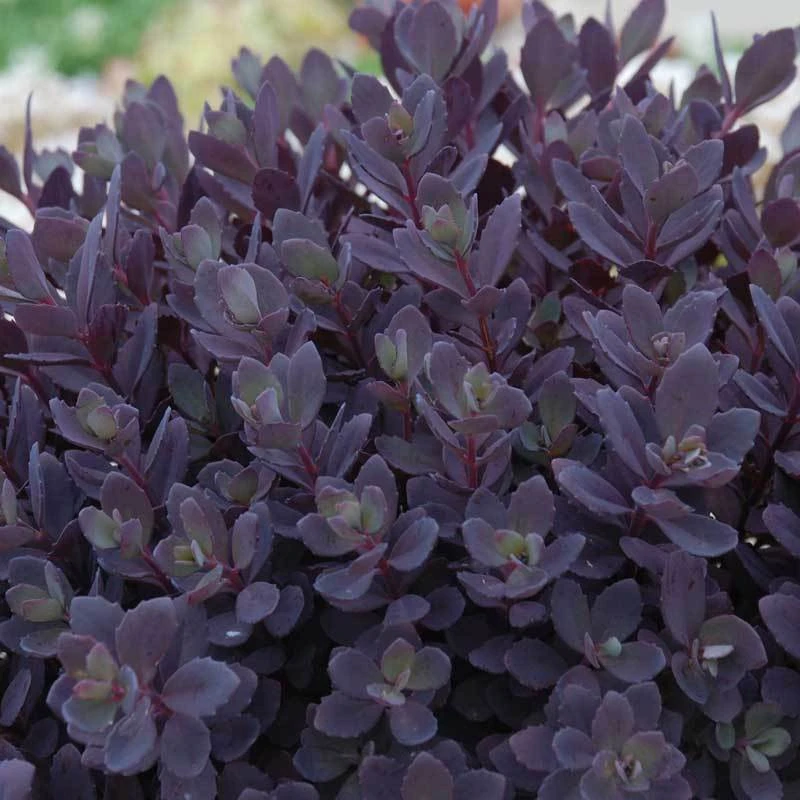 Sunsparkler® 'Plum Dazzled' Stonecrop