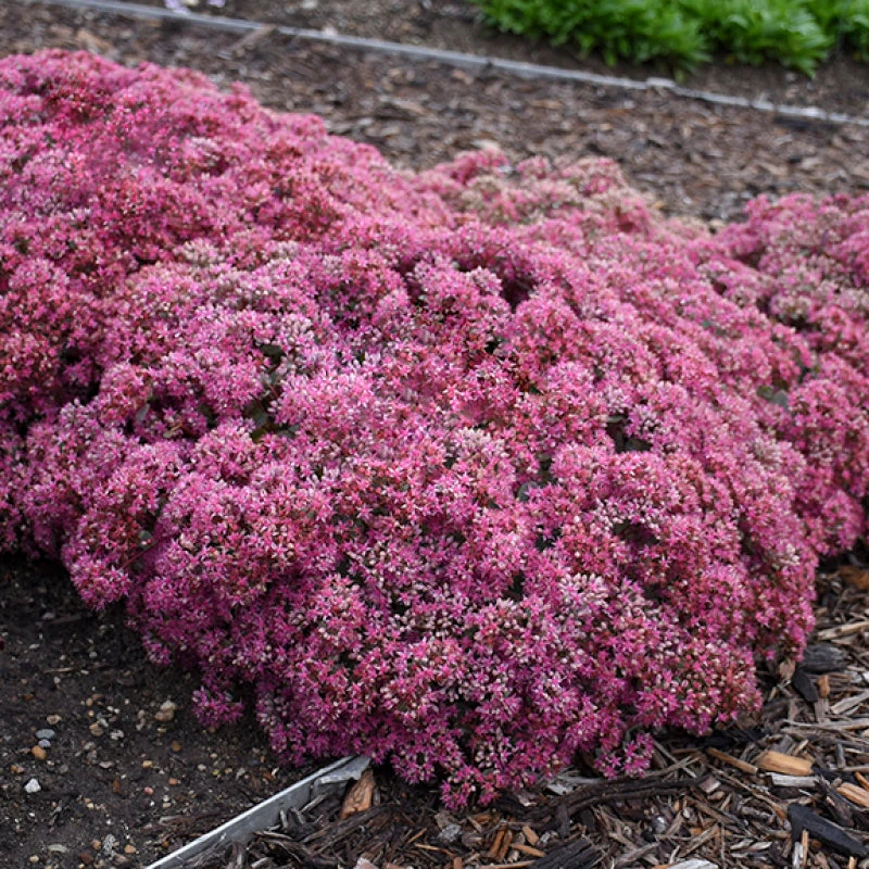 Rock 'N Round™ 'Popstar' Stonecrop