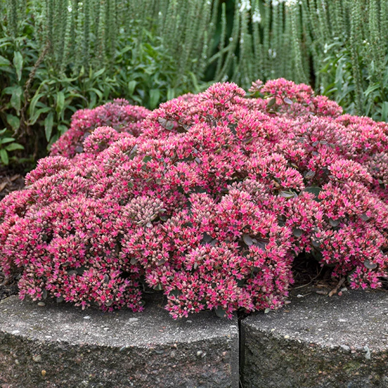 Rock 'N Round™ 'Popstar' Stonecrop - Image 2