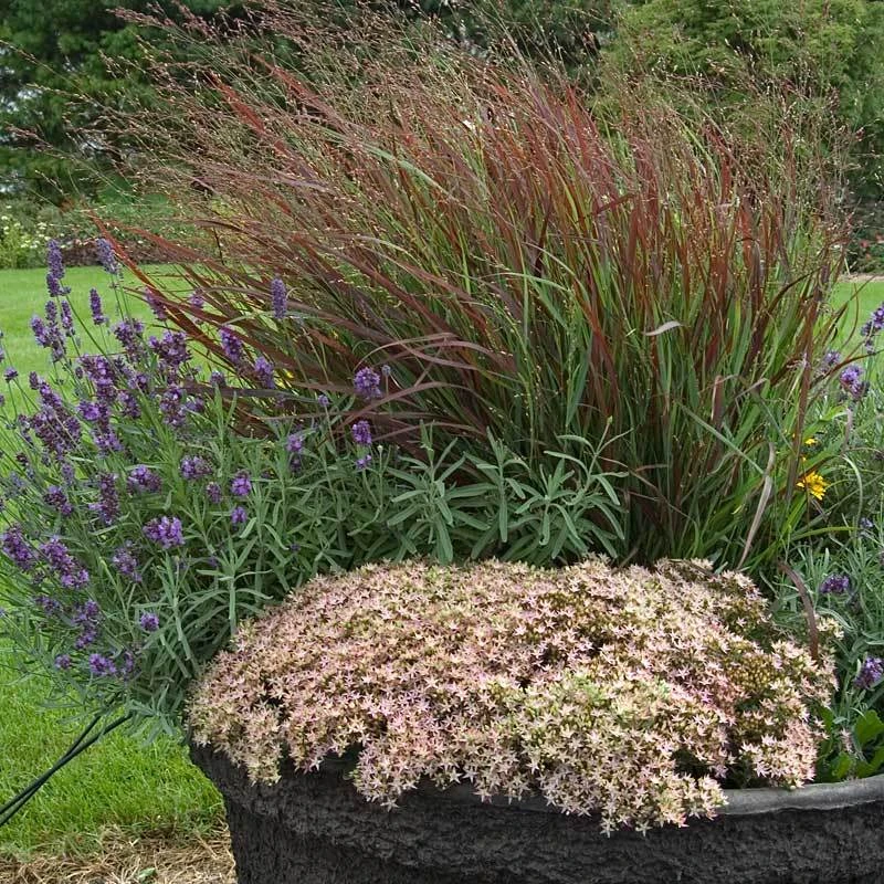 Rock 'N Round™ 'Pure Joy' Stonecrop - Image 6