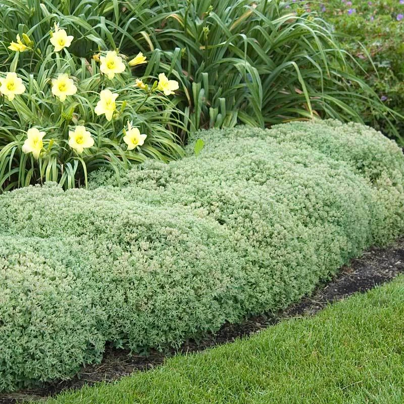 Rock 'N Round™ 'Pure Joy' Stonecrop - Image 2