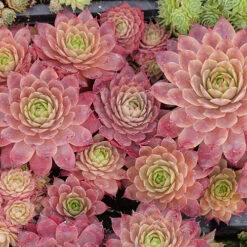 'Peggy' Hens & Chicks