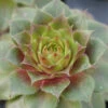 'Red Rubin' Hens & Chicks