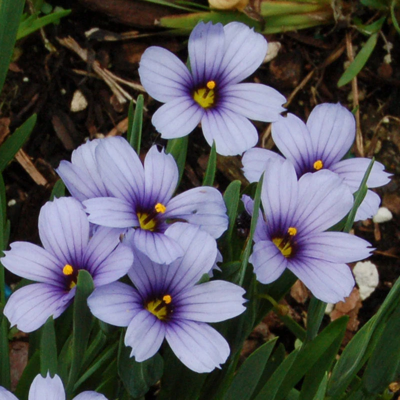 'Lucerne' Blue-Eyed Grass - Image 2