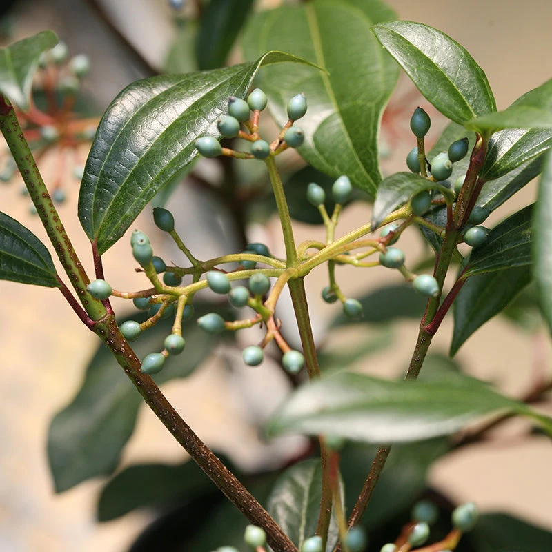 Yin® David Viburnum - Image 2